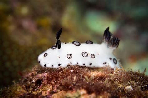 Learn about the sea bunny slug, a soft-bodied bunny-like creature that lives in the Indo-Pacific Ocean and uses its toxins to defend itself from predators. Find out …